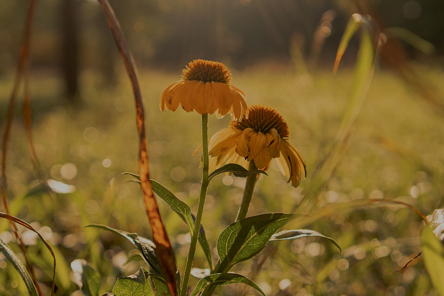 Good Hope Farms Economic Empowerment for Trafficking Survivors